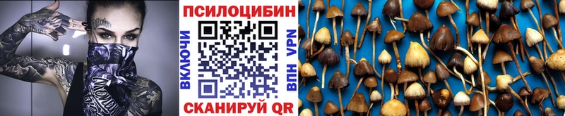 даркнет сайт  Ногинск  Галлюциногенные грибы Psilocybe 